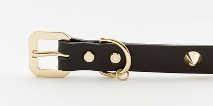 Golden Spike Black Collar